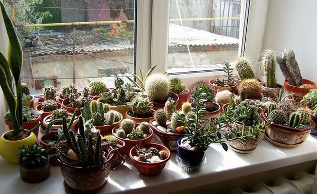 Колекција кактуса на јужном прозору