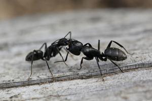 Како се отарасити мрава у земљи за један дан, заувек