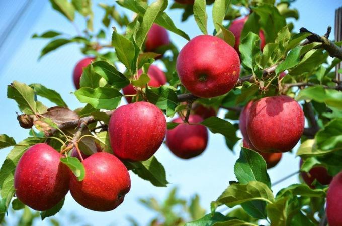 Шта ако се јабука и шљива нису уродили плодом?