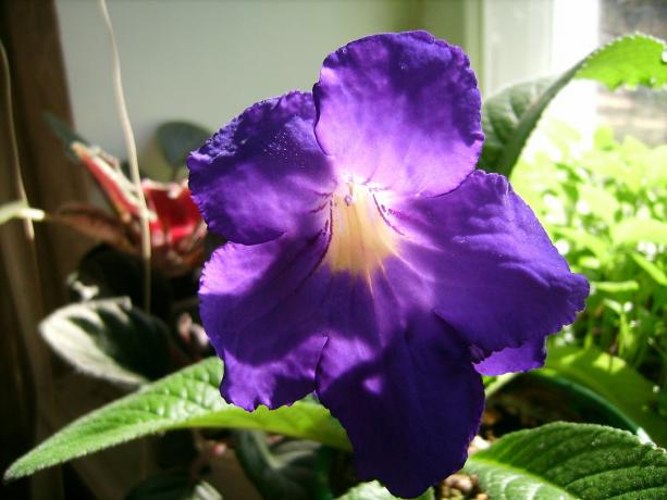 Велики цвеће - један од најважнијих предности стрепокарпуса